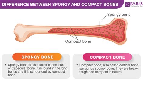 Spongy Bone In Anatomy