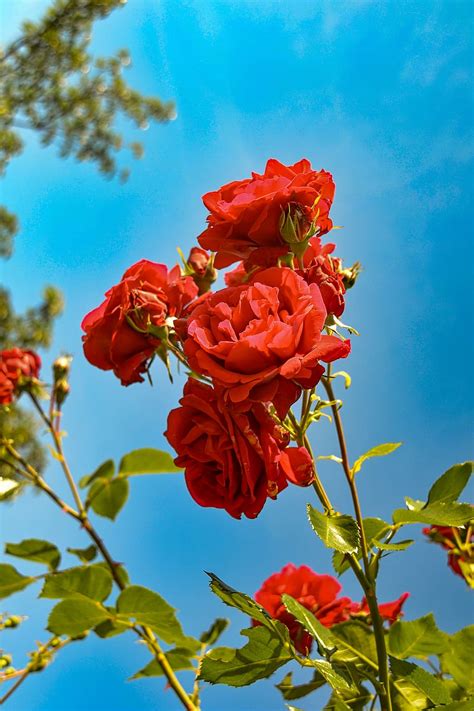 Red Rose Flower Garden Wallpaper