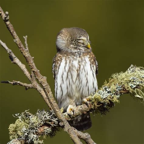 Tree view | thumbnails | slideshow. Gallery - Carlo Frapporti | Strigidae | Civetta nana
