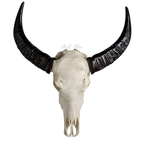 Horn Skull Bone Cattle Carving Buffalo Skull Png Download 960960
