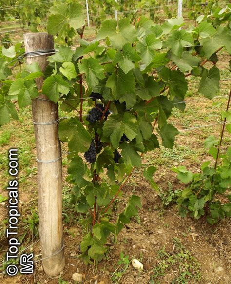 Vitis Vinifera Wine Grape