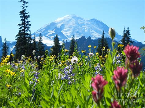 Mt Rainier Wildflowers Photograph By Jim And Emily Bush