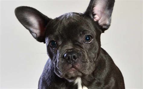 And to act as a guide for judges. French Bulldog | Dog Breed Facts & Advice | Mypetzilla UK