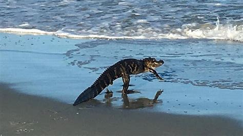 Alligator Emerges From Ocean At Myrtle Beach Myrtle Beach Sun News