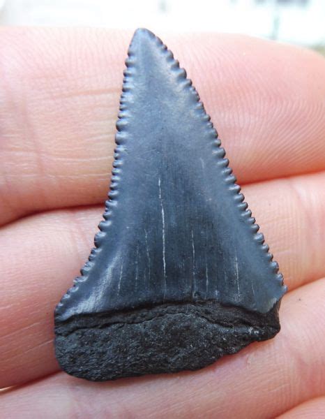 Fossil Great White Shark Tooth Teeth For Sale Uk And Worldwide