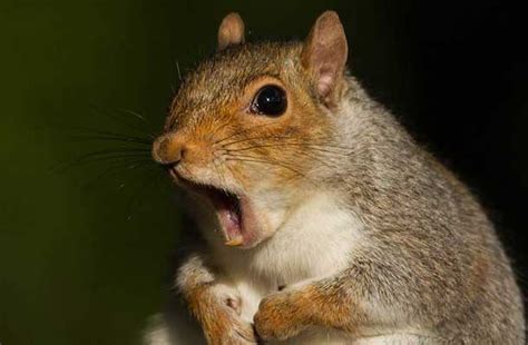 25 Animals Making Ridiculous Faces Shocked Face Shocked