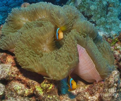 Anemonefish Pair French Polynesia Photograph By William Miller