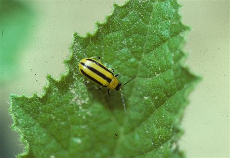 Striped Cucumber Beetle Life Cycle