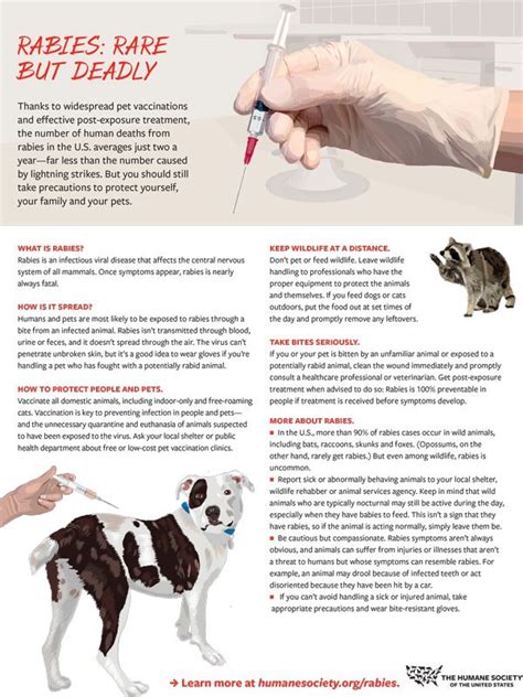 Fact Sheet Rabies Humanepro By The Humane Society Of The United States