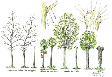 Des Arbres Paysans Incroyables Et Ancestraux