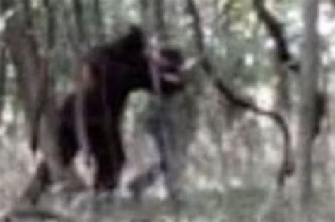 Bigfoot Attack Caught On Camera