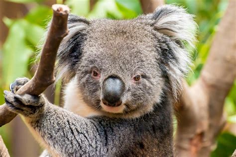 Close Up Portrait Of Male Koala Bear Stock Photo Image Of Mammal Arboreal 10939828
