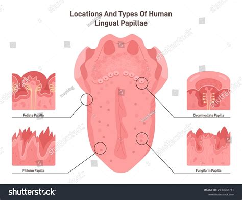 Human Tongue Papillae Types Structure Muscular Stock Vector Royalty