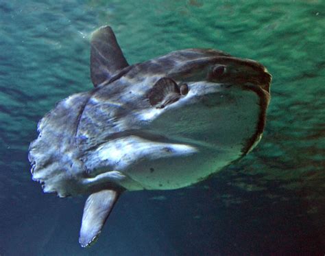 Jeden tag werden tausende neue. Mondfisch