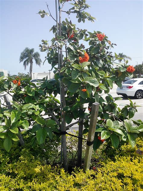 Flowering Tree For South Florida The Shrub Queen