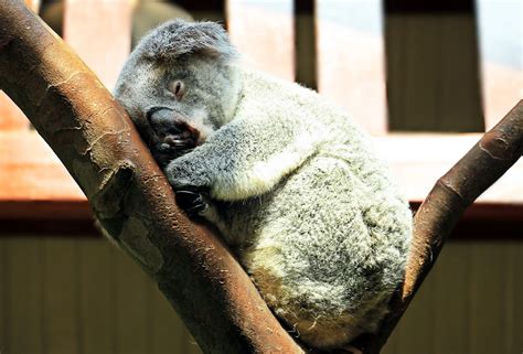 Free Images Sweet Animal Zoo Mammal Rest Fauna Primate Close