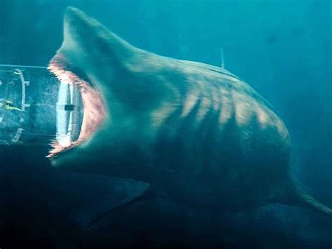 Animales Detectado El Tiburón Blanco Más Grande La Matriarca Del Océano