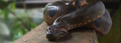 Anaconda Facts Rainforest Animals
