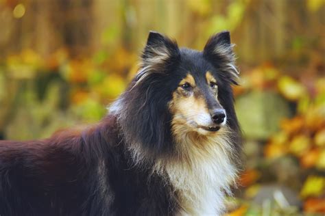 top  large long haired dog breeds canine weekly
