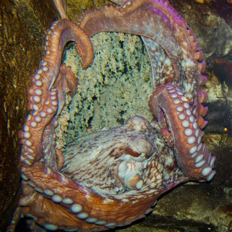 Look at them like you've got the terrifying giant pacific octopus. Thousands of Giant Pacific Octopus Eggs Hatch at Alaska ...