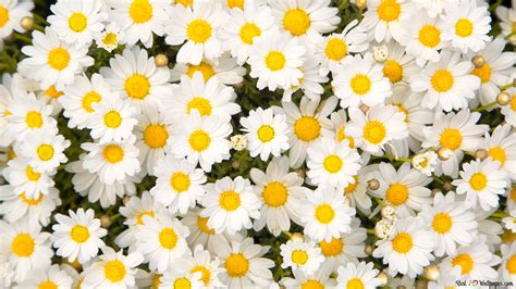 Chamomile Flower 4k Wallpaper Download