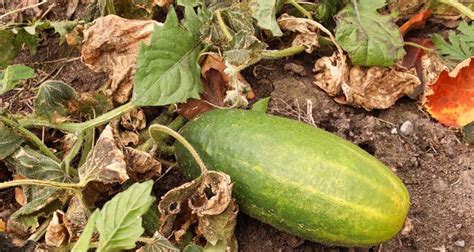 Pests And Diseases Of Cucumbers