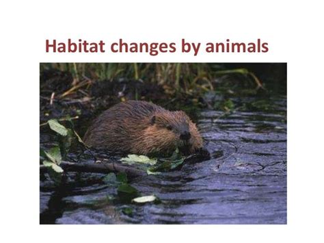 Habitat changes by animals