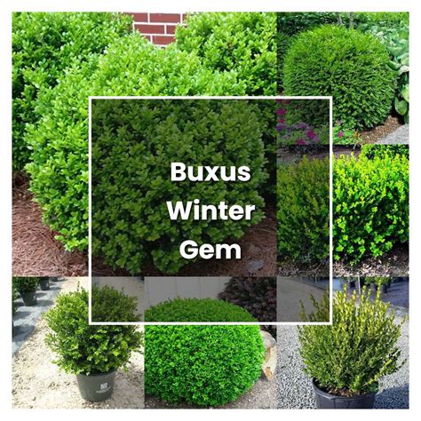 How To Grow Buxus Winter Gem Plant Care And Tips Norwichgardener