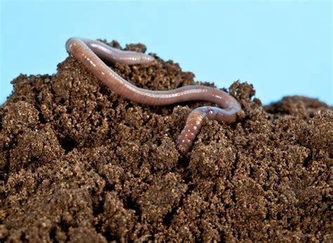 What Is An Earthworm With Pictures