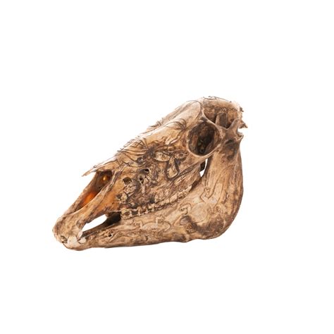 Engraved Horse Skull — Paul De Grande