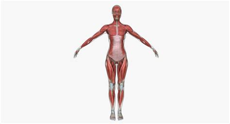 Muscle Anatomy Medical Edition Female D Model Muscle Anatomy D