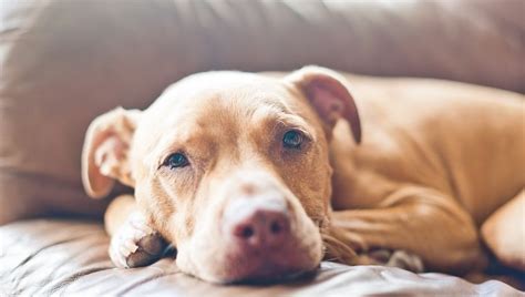 Lupus In Dogs Symptoms Causes And Treatment