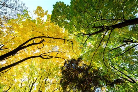 Perspective Up View Of Autumn Forest With Bright Orange And Yellow