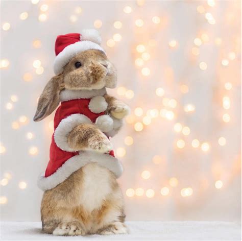 Little Bunny Puipui Wears Adorably Distinguished Costumes Made For Him