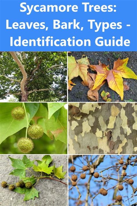Sycamore Trees Leaves Bark Types Identification Guide Sycamore