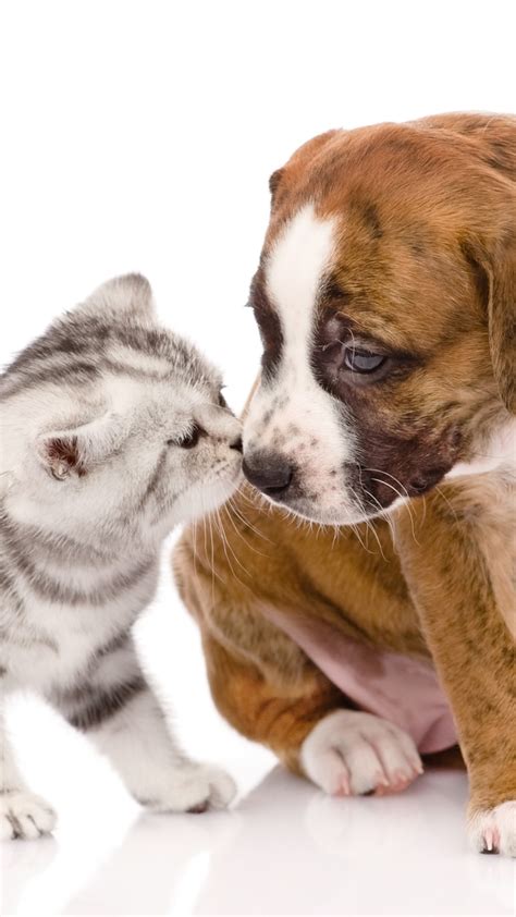 Cat And Dog Wallpaper 56 Images
