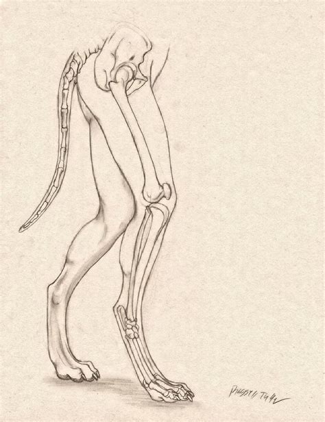 Wolf Anthro Anatomy Lower Bone Structure By Deviantart