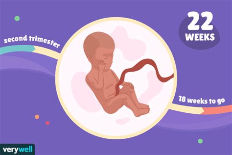 22 Weeks Pregnant Baby Development Symptoms And More