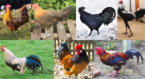 They can get up to 7 pounds. Top 7 Rare Chicken Breeds