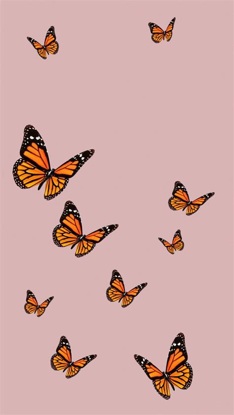 Cute Pink Butterfly Wallpapers Top Những Hình Ảnh Đẹp