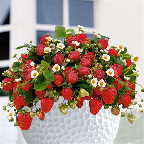 Dann haben die pflanzen genug zeit, um wurzeln zu bilden und im september blütenknospen für die erste ernte im nächsten jahr anzulegen. Balkon-Erdbeere 'Rimona®' | Erdbeeren, Emily erdbeer, Pflanzen