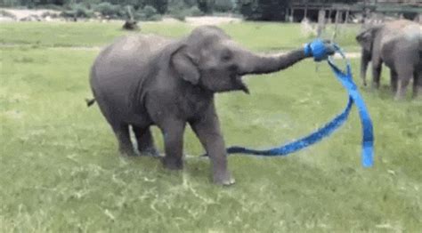 Dance Elephant  Find And Share On Giphy