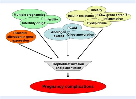 Figure From Pregnancy Complications In Women With Polycystic Ovary