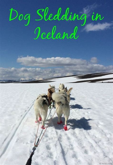 Can You Go Dog Sledding In Iceland