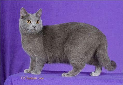 The Blue Breeds The Chartreux The Korat And The Russian Blue Russian