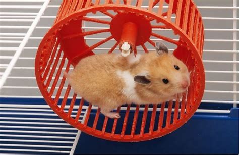 The 12 Best Wheels For Hamsters Reviews And Guide 2019 My Life Pets