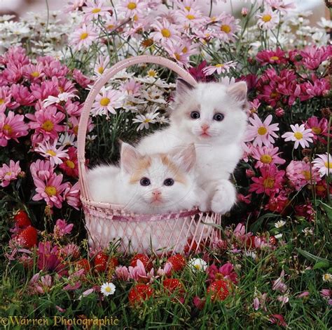 Kittens In A Basket Among Flowers Photo Kitten Art Cute Cats And