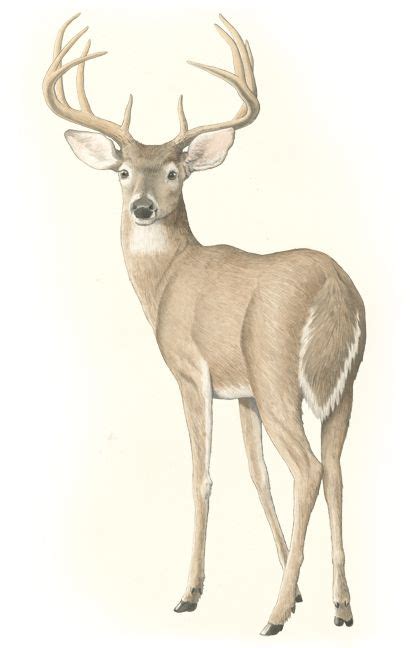 Please to search on seekpng.com. The 25+ best Deer drawing ideas on Pinterest