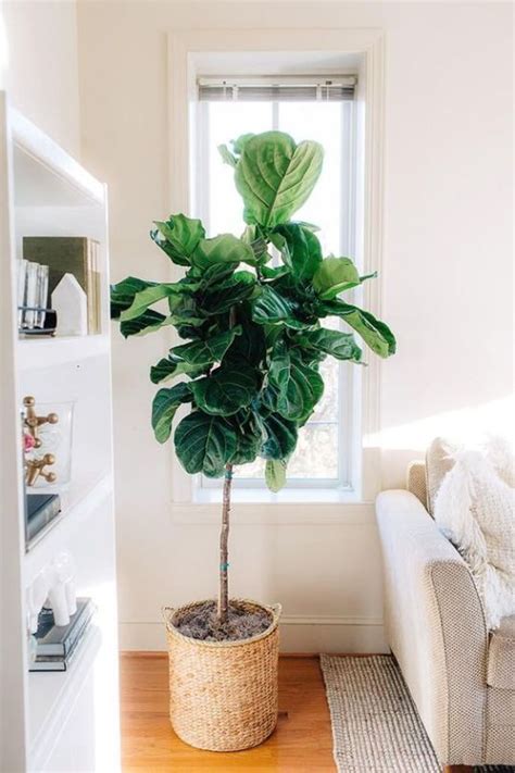 The Best Indoor Plants For Clean Air And Low Light Settings 15