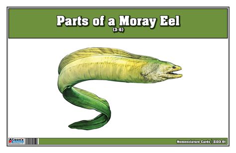 Montessori Materials Part Of A Moray Eel 3 6